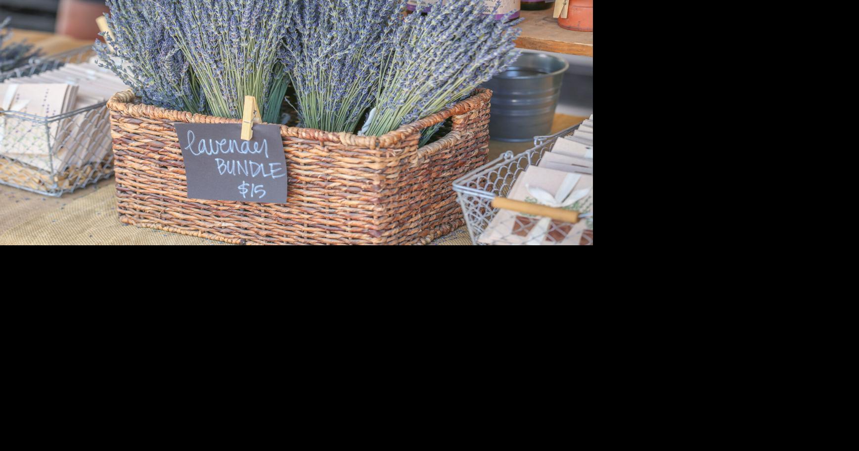 Celebrate lavender with events in Los Ranchos de Albuquerque, Balloon Fiesta Park