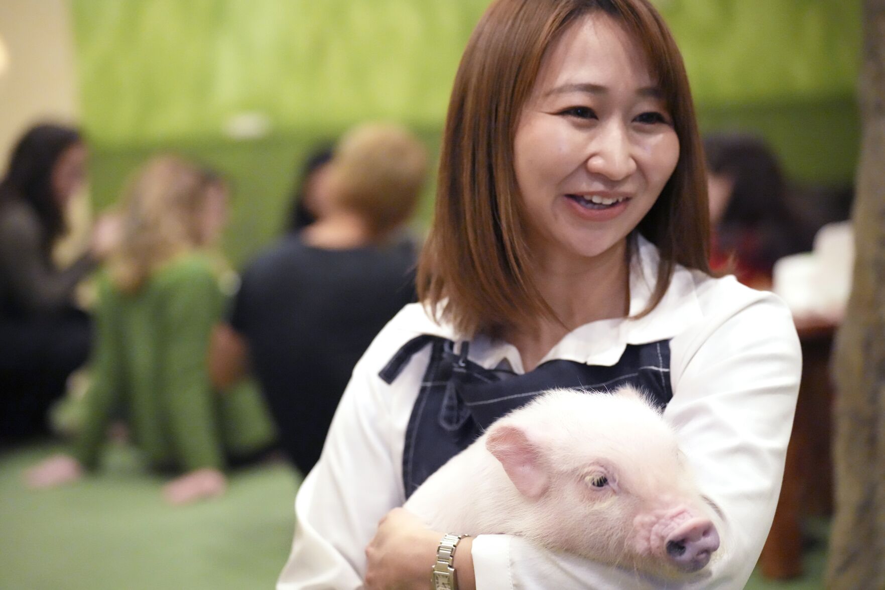 Customers enjoy cuddling with pigs at trendy Japanese cafés