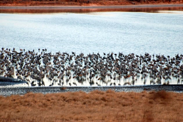 Symphonic cacophony: Located on the New Mexico-Texas border, cranes and ...