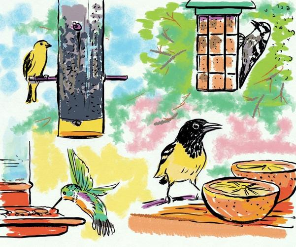 Backyard bird feeding helps our feathered friends Local News