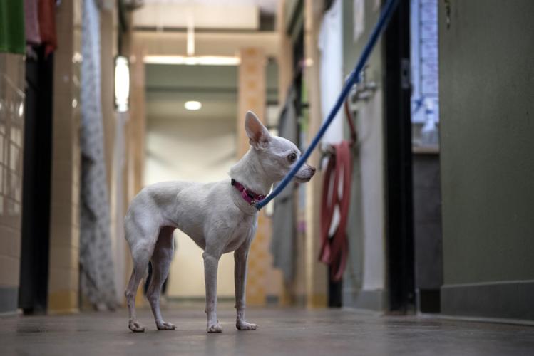 Local animal shelters face their own housing crisis