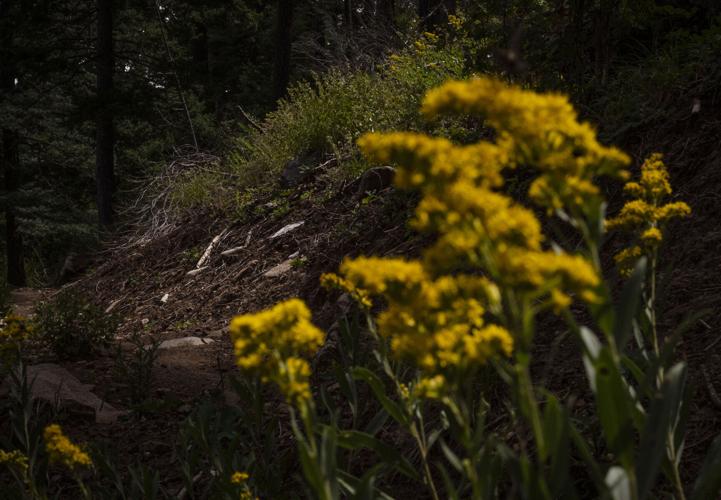 New trail opens in the Sandia Mountains News