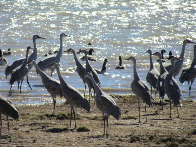 PHOTOS: Sandhill cranes swoop back to Panama Flats - Greater Victoria News