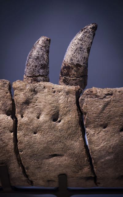 New T-Rex species on display at NM Natural History Museum first found