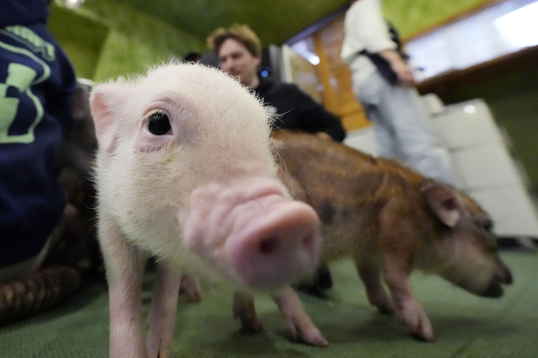 Customers enjoy cuddling with pigs at trendy Japanese cafés