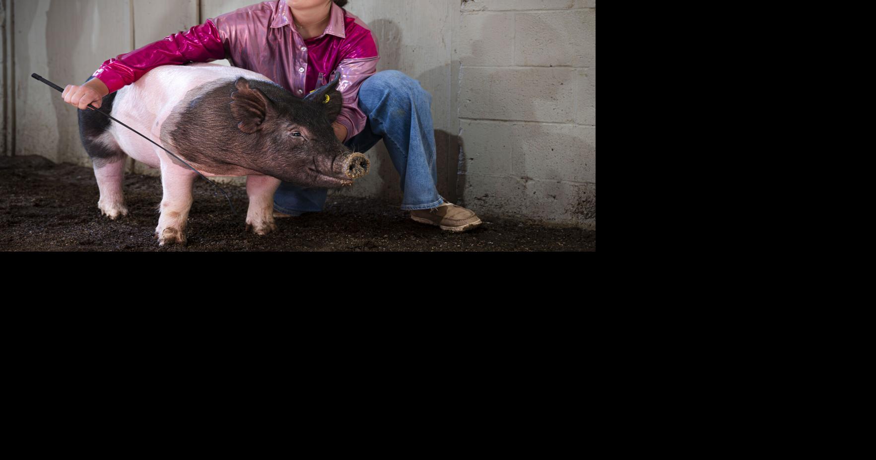 Take a look at the Junior Livestock shows at the New Mexico State Fair