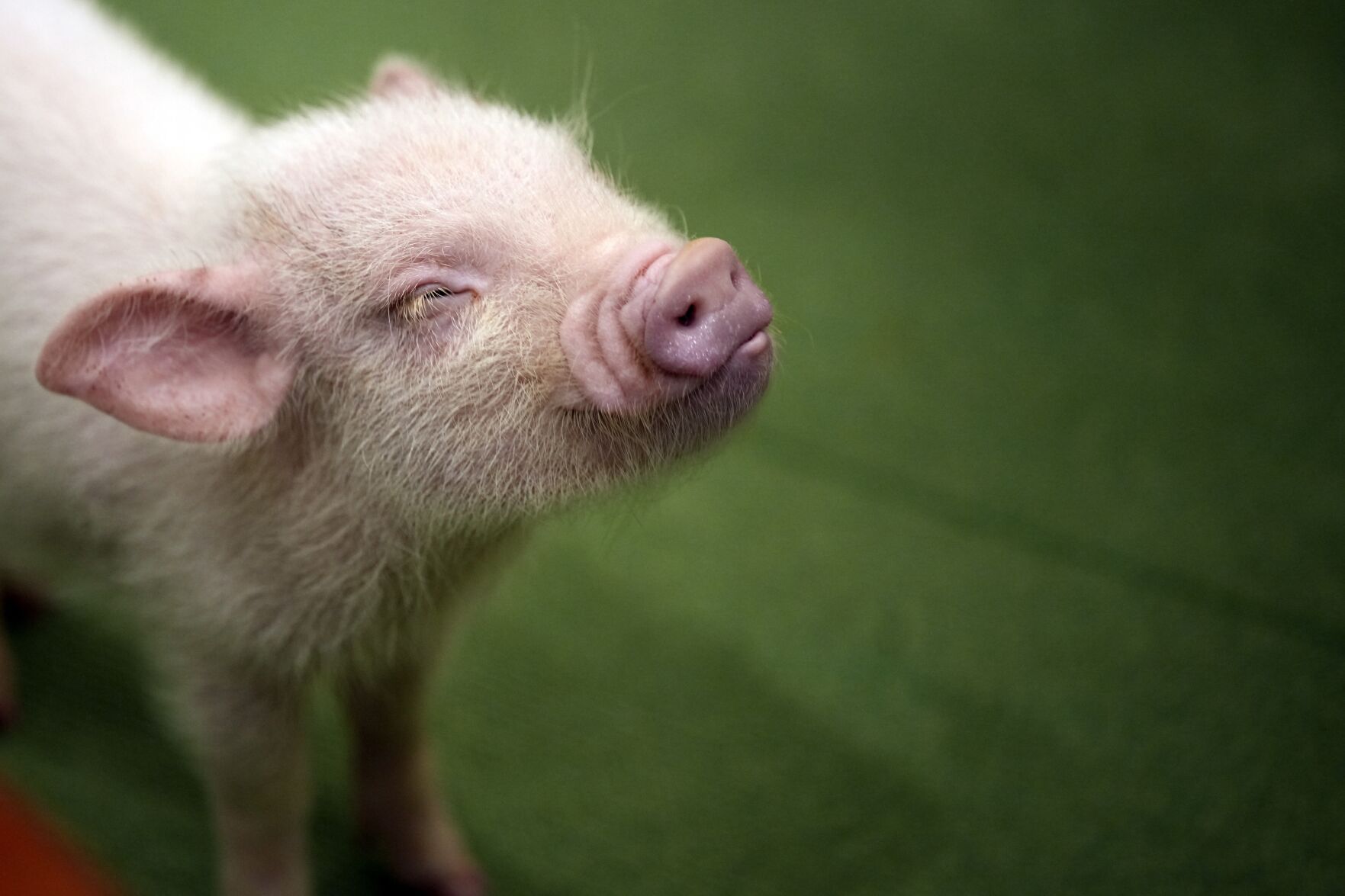 At trendy Japanese cafés, customers enjoy cuddling with pigs