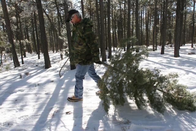 Cut Your Own Christmas Tree: Permits Available Now | Clickable ...