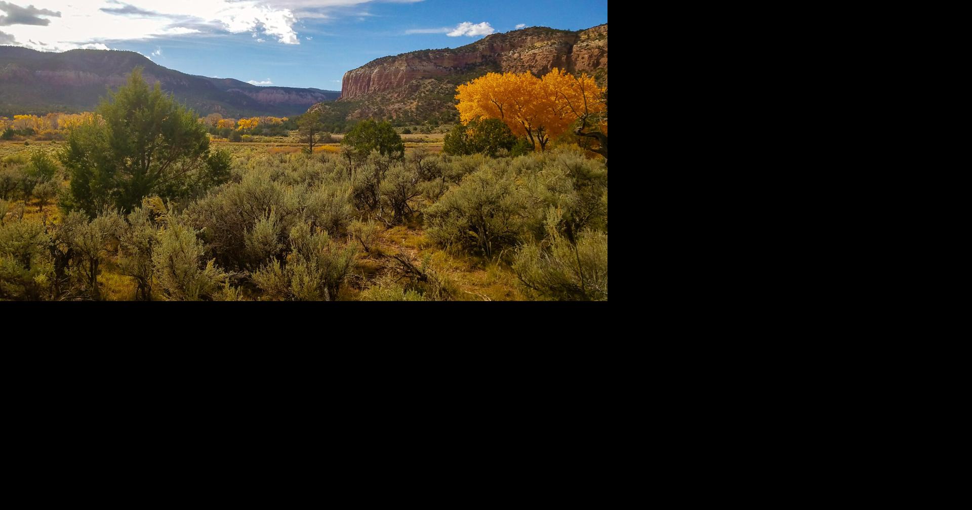 Find out how you participate in National Forest Week
