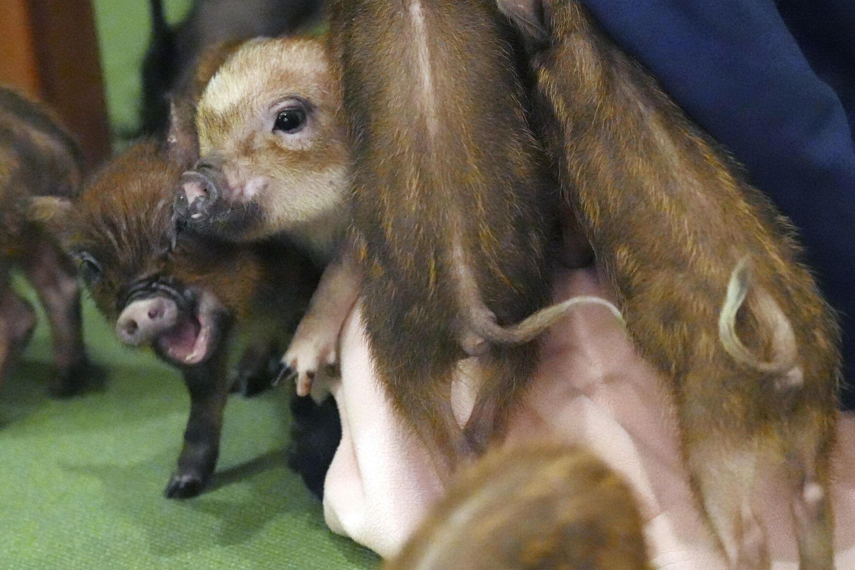 最適な価格 enjoy customers cafés, Japanese trendy At cuddling pigs with 文房具・ステーショナリー