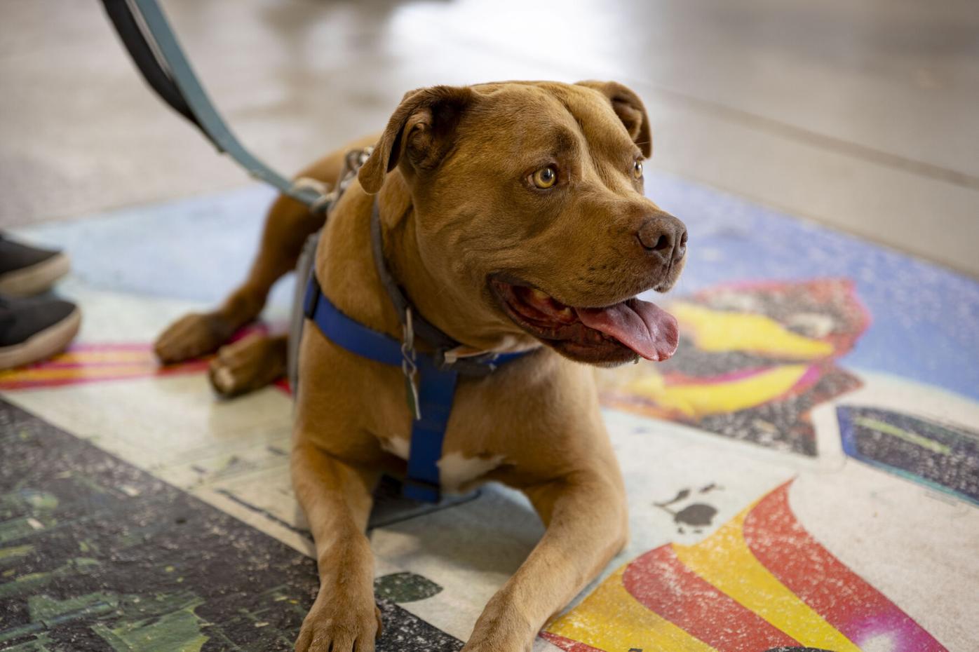 Photos: Dogs in the Coliseum as Oakland A's host Bark in the Park