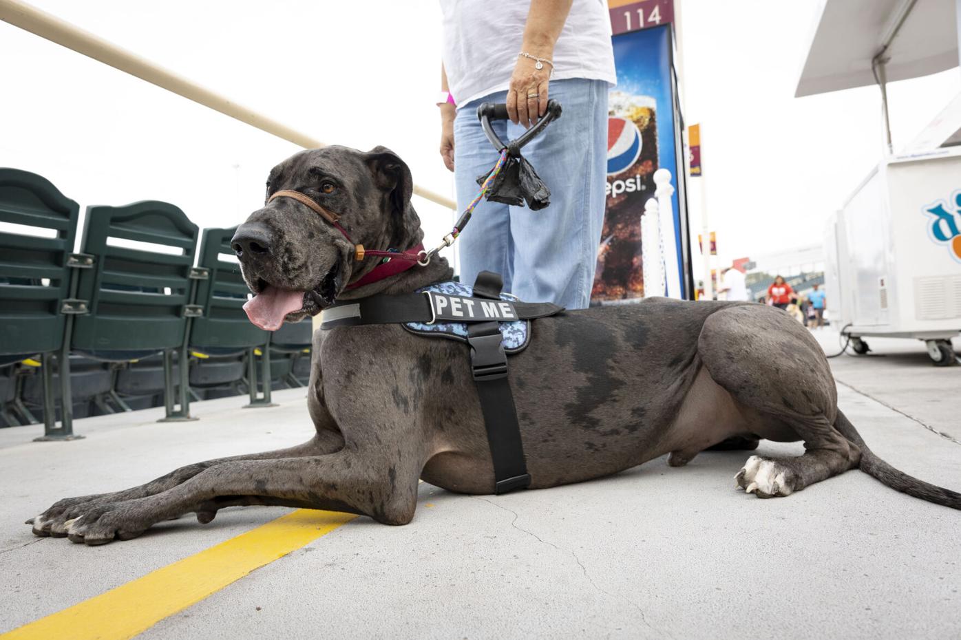 Photos: Dogs in the Coliseum as Oakland A's host Bark in the Park