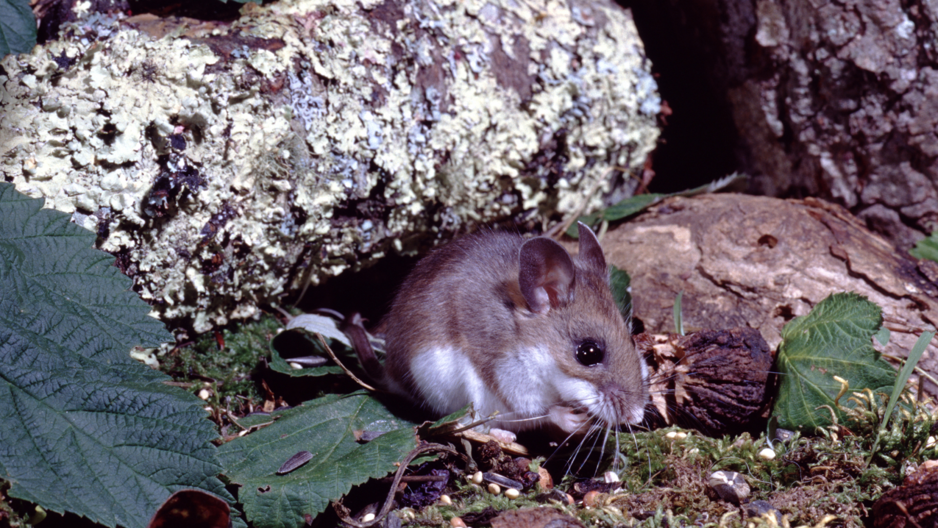 First 2024 Case Of Hantavirus Reported In New Mexico Here S What   65d520f51128e.preview 