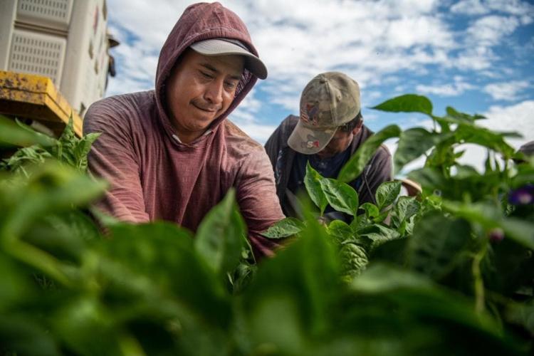 How NMSU helped produce a green chile that may transform the industry