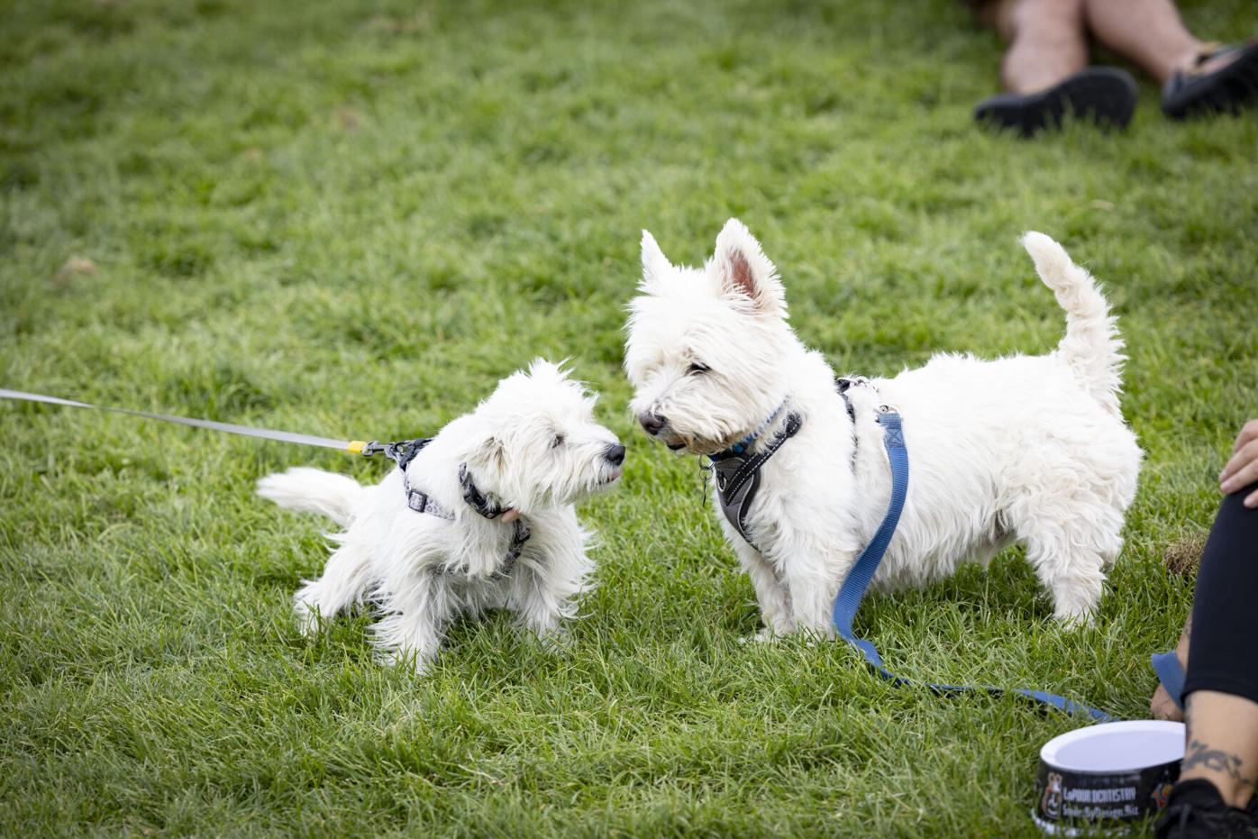 Photos: Dogs in the Coliseum as Oakland A's host Bark in the Park