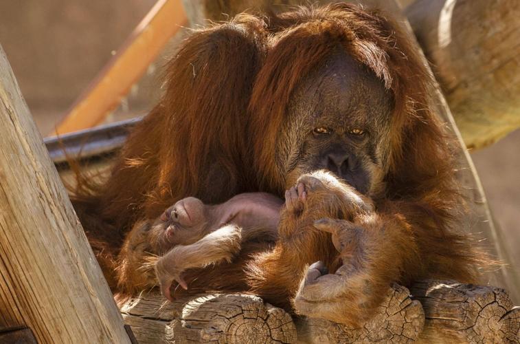There's a new baby at the BioPark