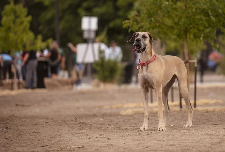 City of Albuquerque plans to double number of dog parks. Here's the map