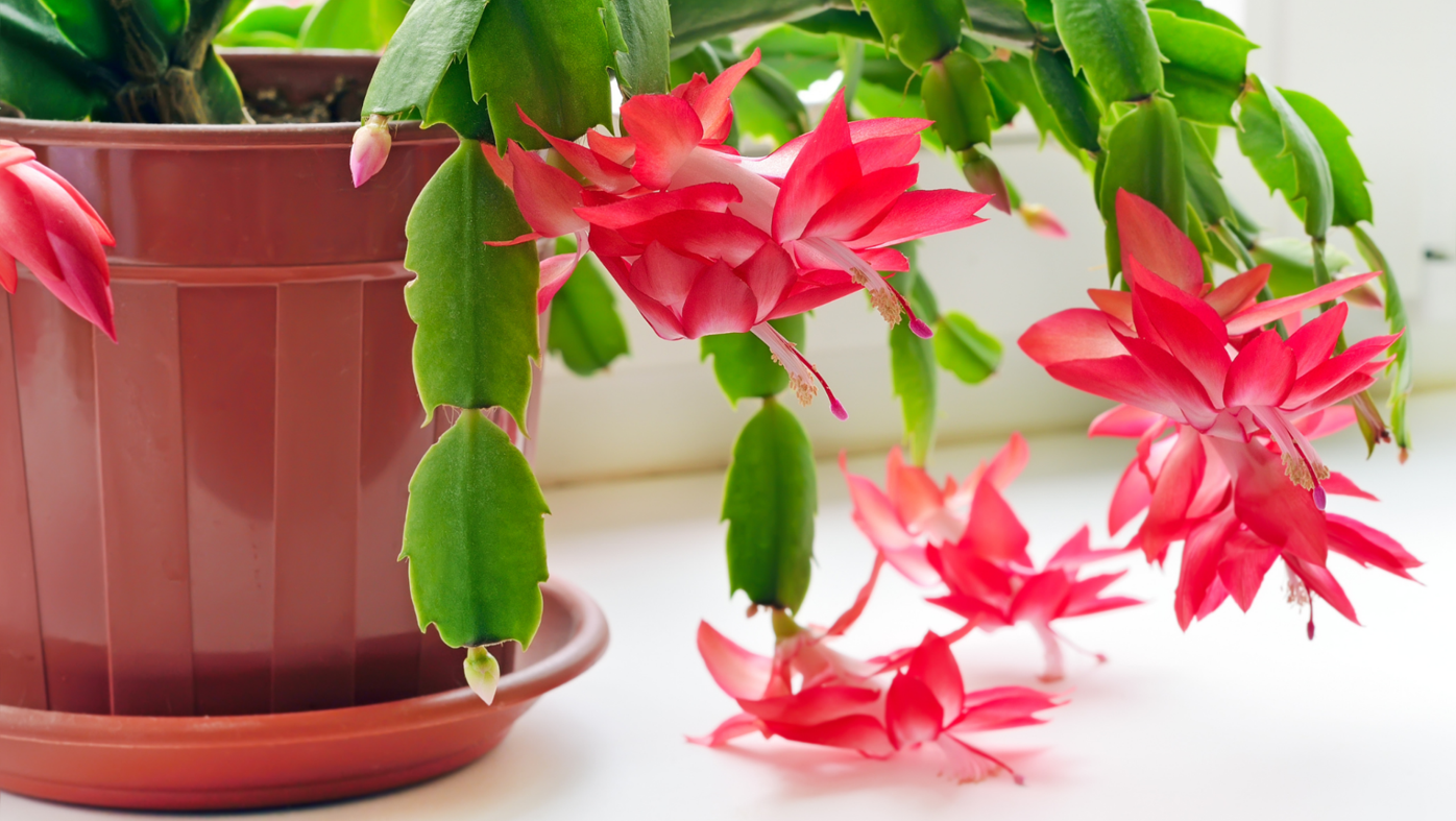 Christmas online cactus soil