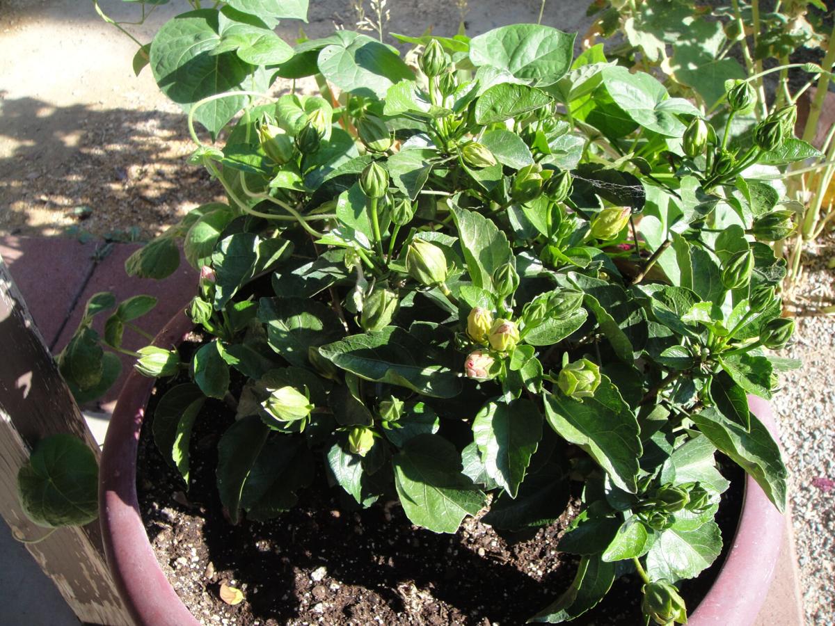 Thrips thwarting hibiscus from opening its buds Lifestyle