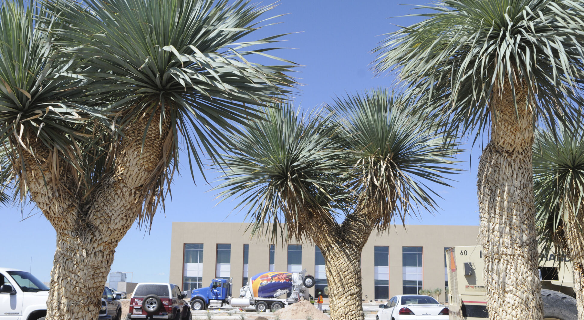 5 Things To Know About The Yucca Plant, The State Flower Of New Mexico ...