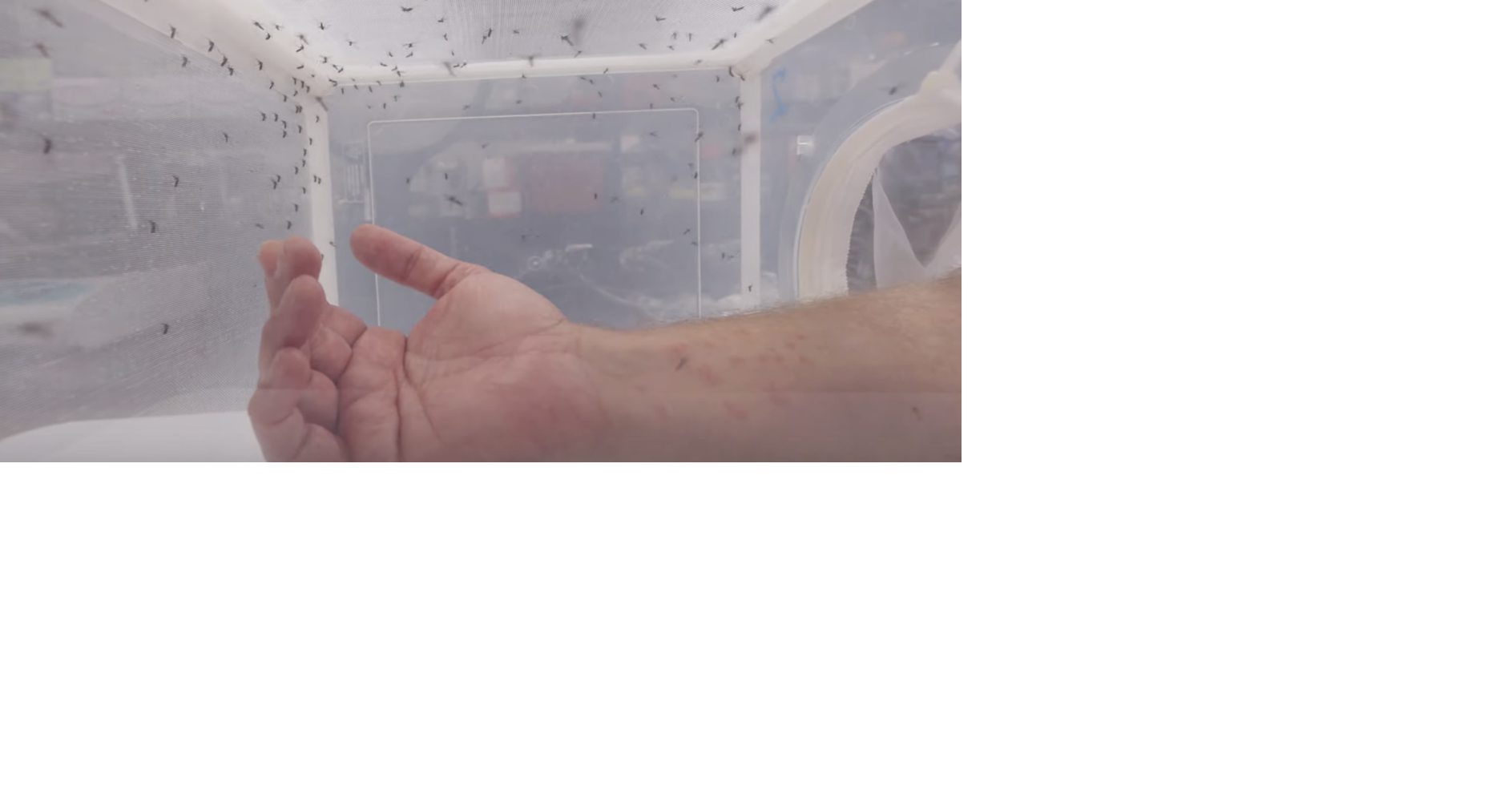 Rancid remedies Uncovering ancient repellents from native wisdom