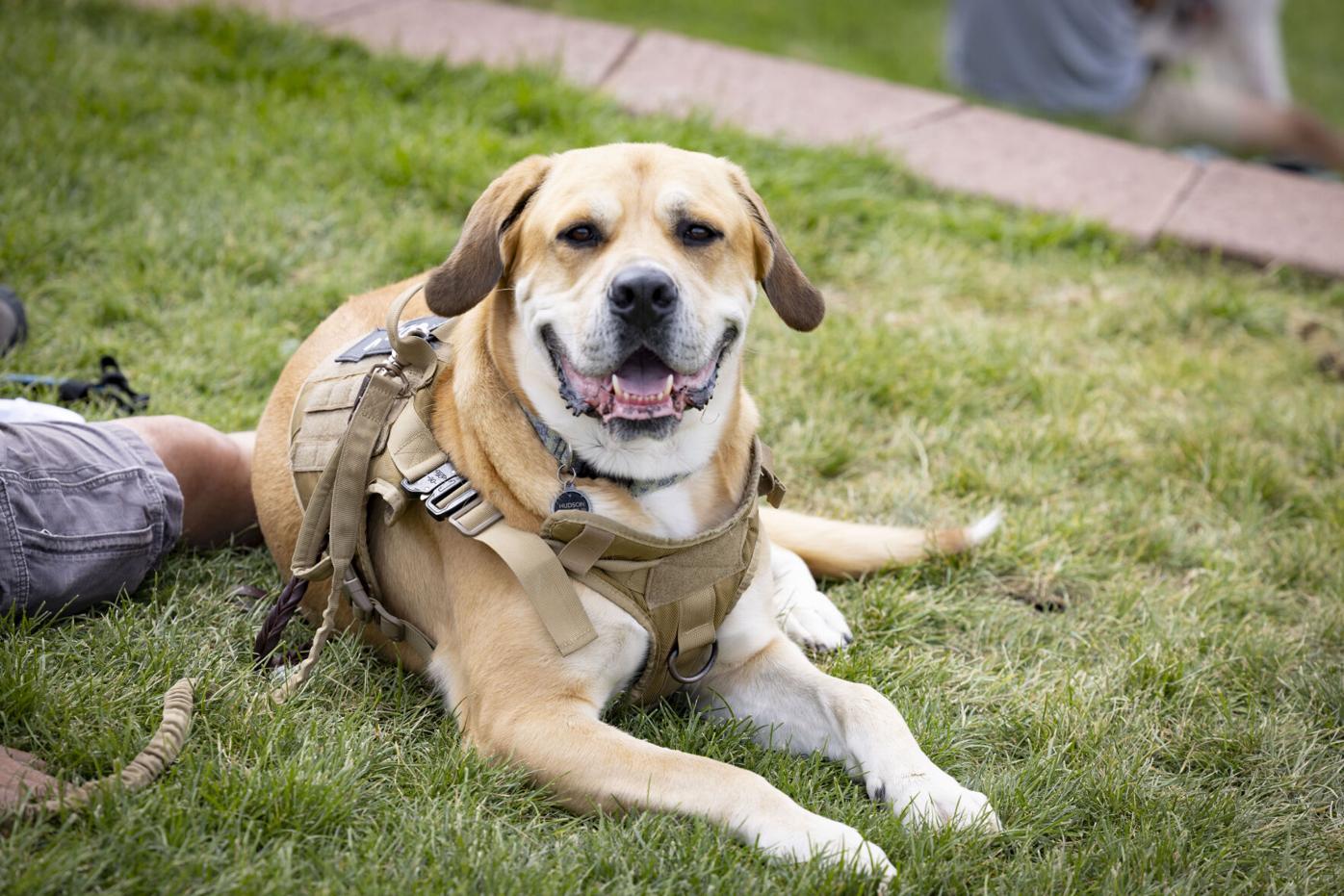 Photos: Dogs in the Coliseum as Oakland A's host Bark in the Park