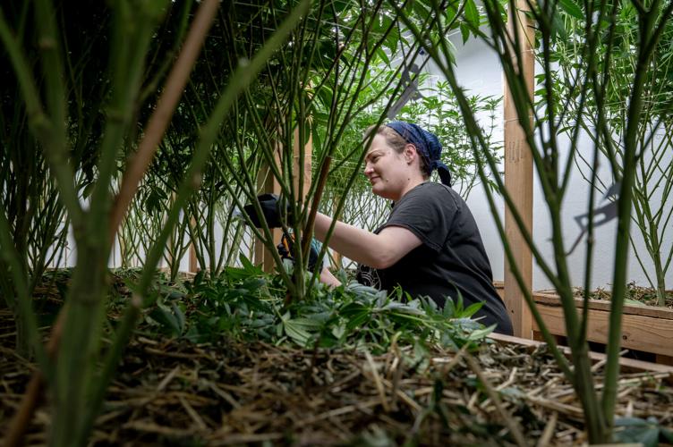 Bassan mellows out on proposed backyard pot restrictions