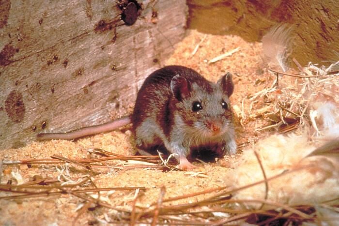 Hantavirus found in over 30 small mammal species in New Mexico | Health |  abqjournal.com