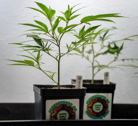 Bassan mellows out on proposed backyard pot restrictions