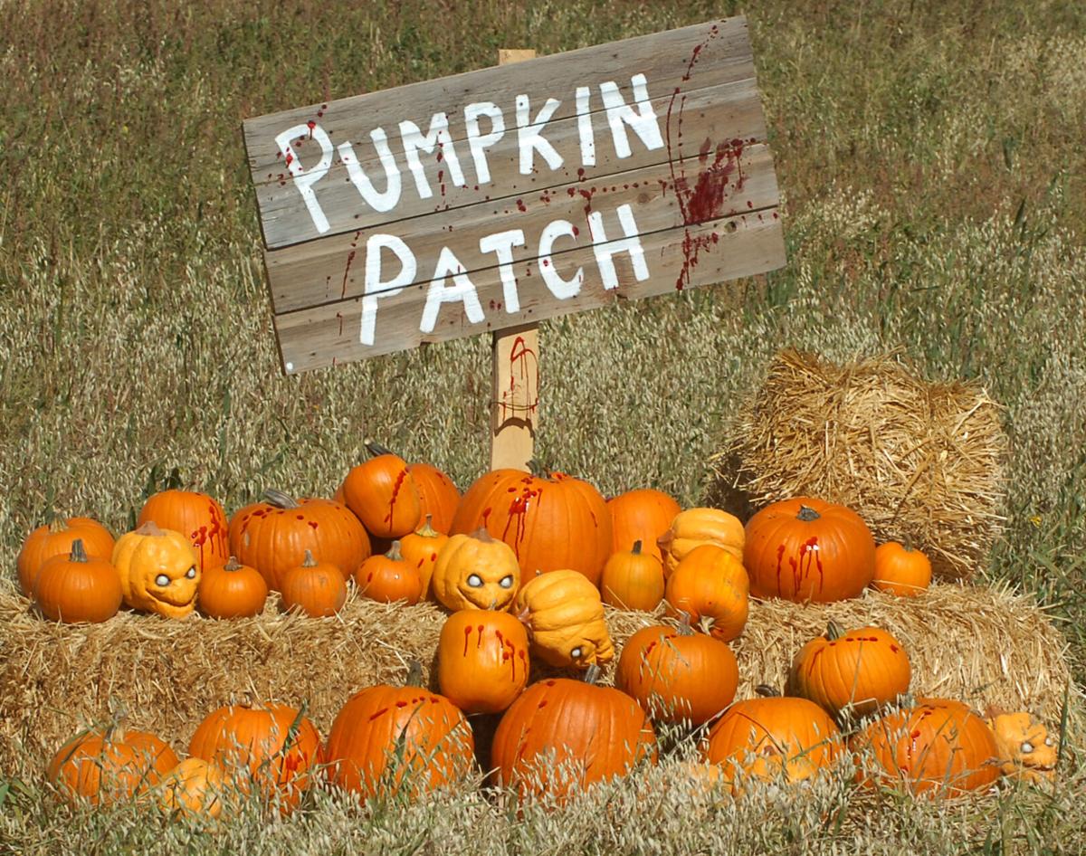 Have a gourd time McCall's an October destination with Haunted Farm, pumpkin picking and more