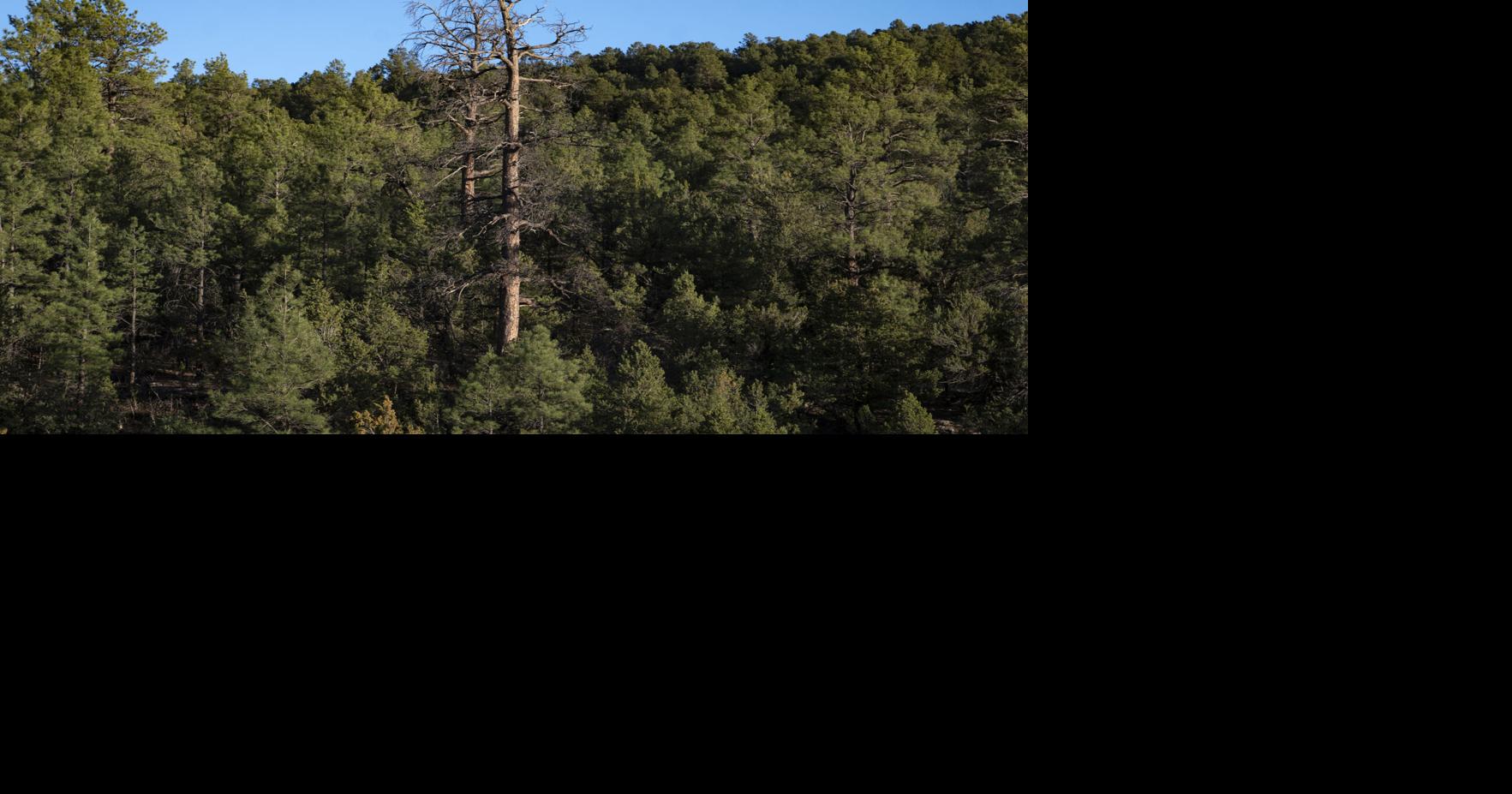 New Mexico tree deaths increase in wake of 2022 wildfires