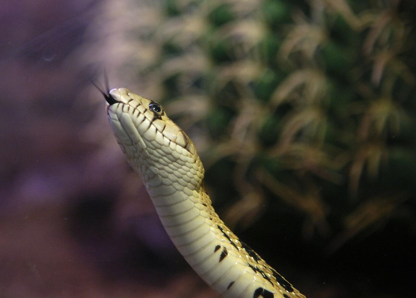 Premium Photo  Two-headed snake or pipe snake is a type of non-venomous  whose head and tail are almost the same