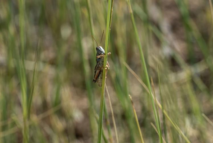 infestation continues after pesticide spray canceled
