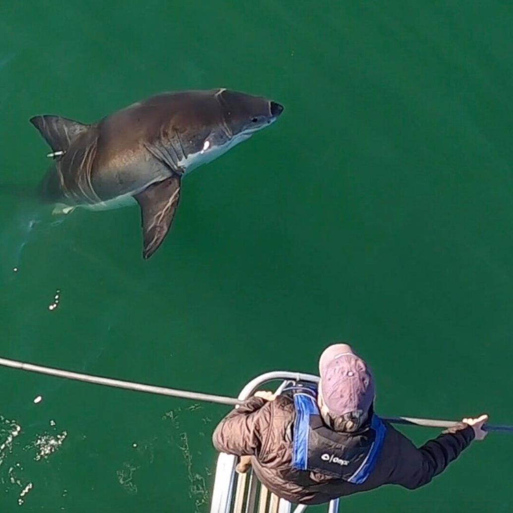 Thirty-four white sharks tagged off Cape Cod this season | News | ack.net