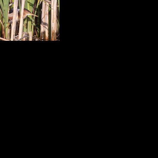 Bird least bittern 725221em. jpg