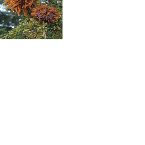 Plant Rant: Rust