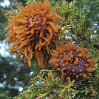 Plant Rant: Rust
