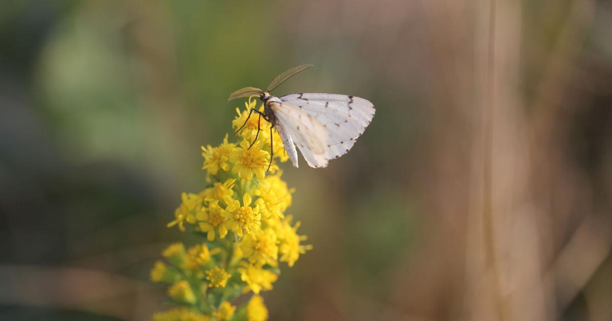 September splendor in the Middle Moors | Environment | ack.net