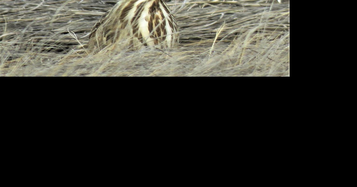 American Bittern tough to spot | Lifestyle | ack.net