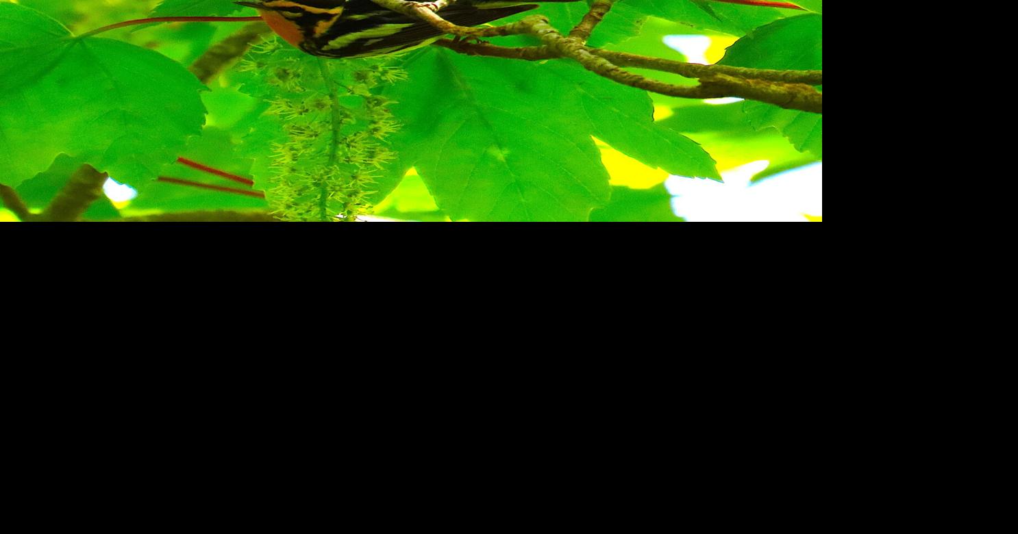 Blackburnian Warblers brighten Madaket bird scene