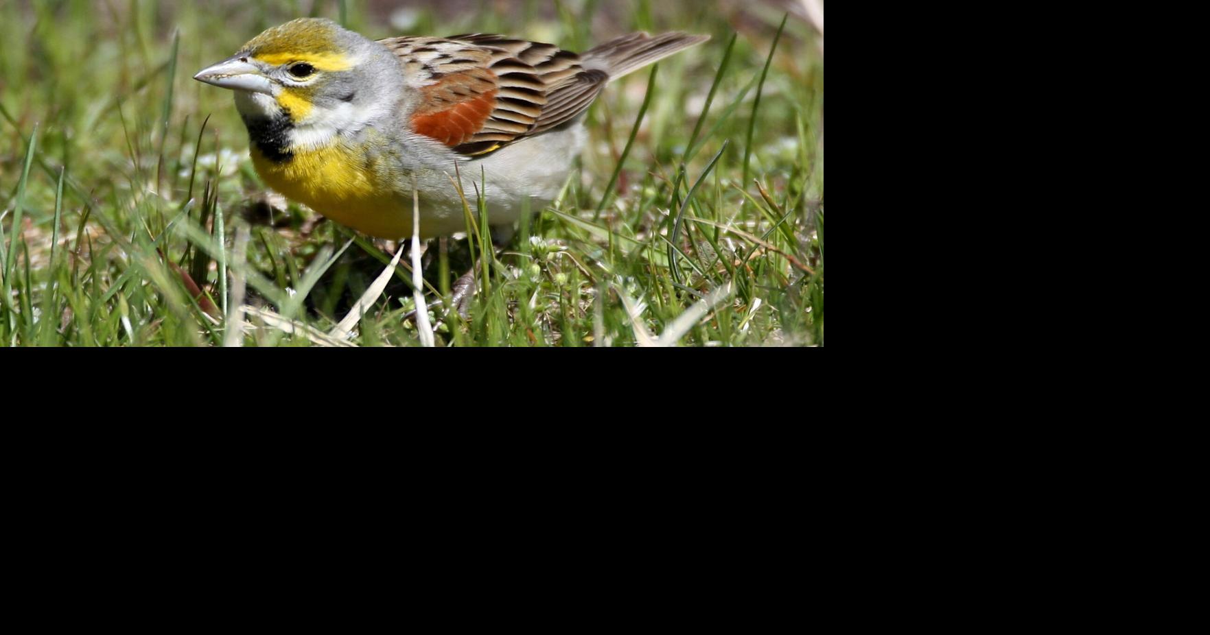 Dickcissel spotted at Community Gardens | Lifestyle | ack.net