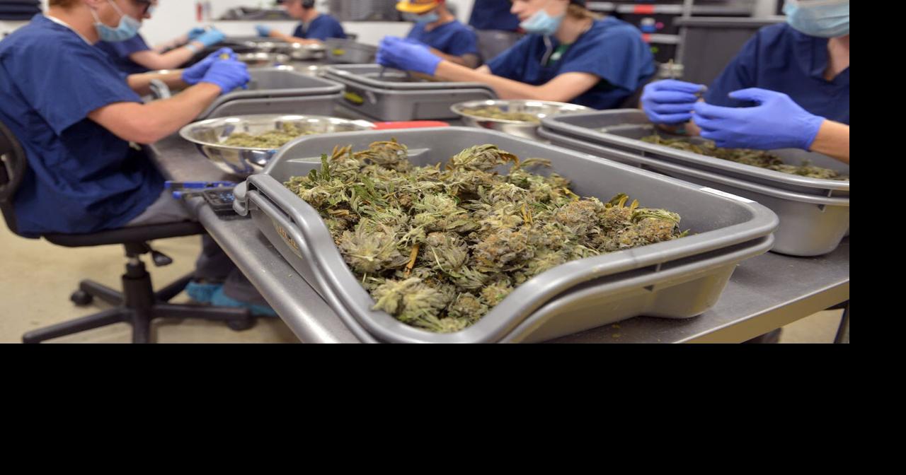マサチューセッツの大麻価格は、供給が史上最高に達するにつれて下落し続けています：終わりは見えますか？ |仕事