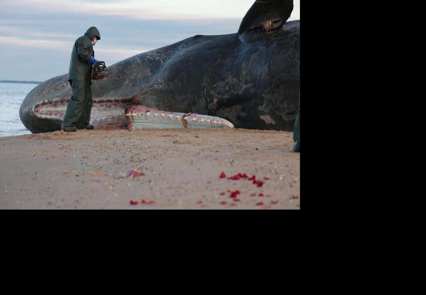 Lower jaw removed from sperm whale, plans afoot to move behemoth from beach  | News | ack.net