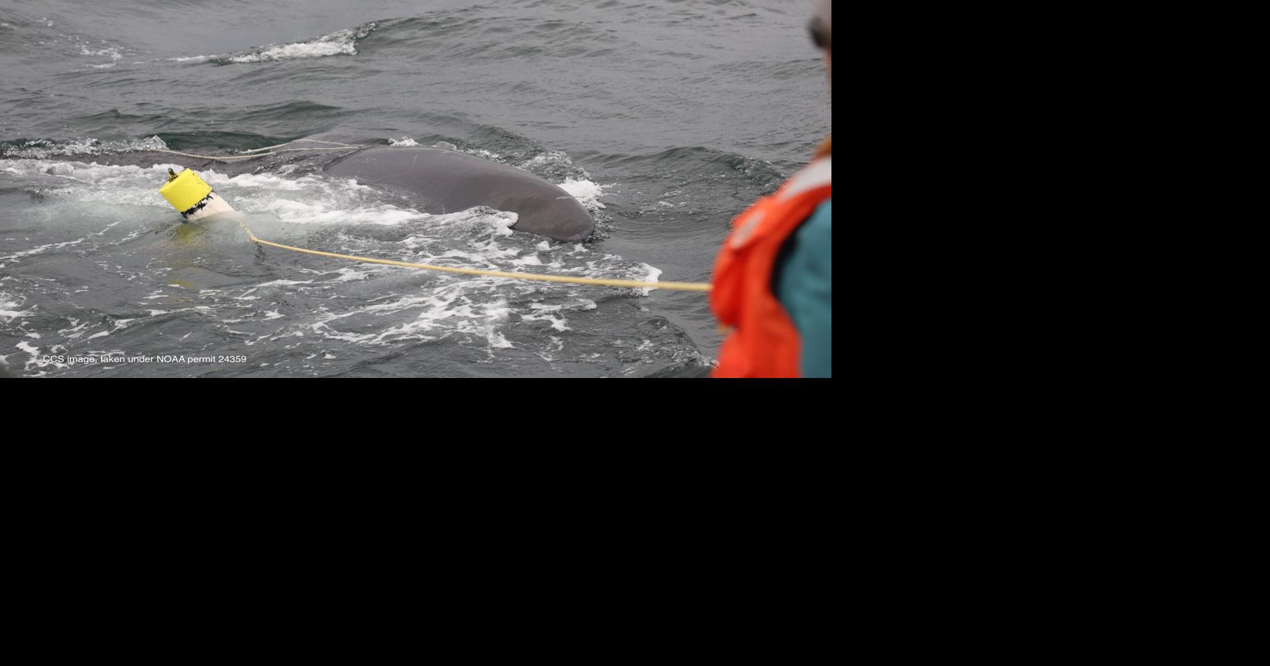 Lawmakers seek delay of lobster gear rules meant to protect right whales
