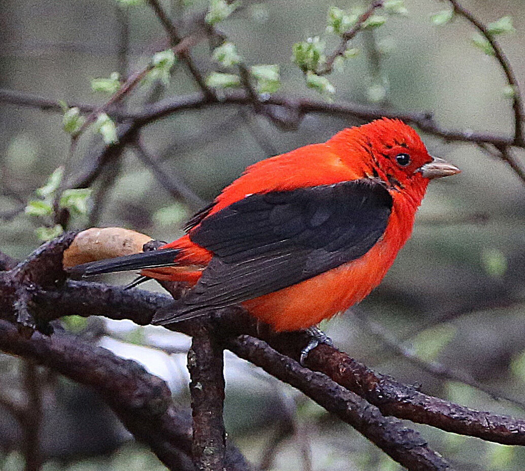 Scarlet Tanager a “good bird” to spot | Lifestyle | ack.net