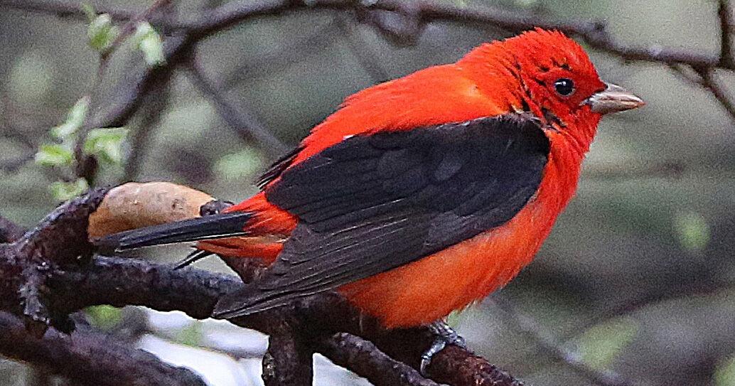 Scarlet Tanager a “good bird” to spot