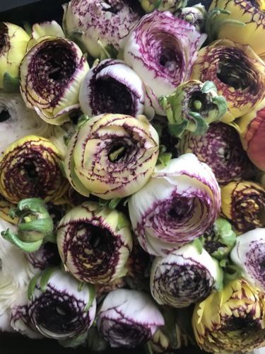 Learning flowers in the city that never sleeps | Lifestyle | ack.net