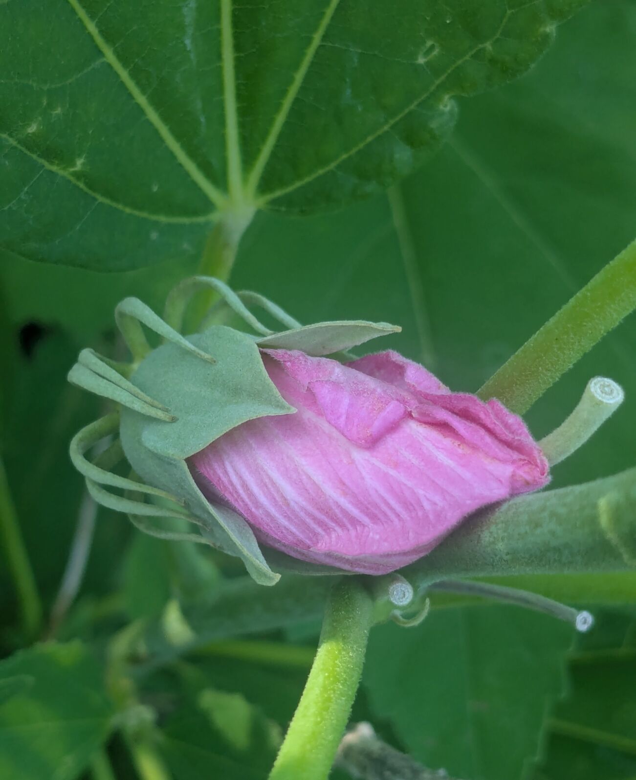 Unfurl Roses Oft-forgotten and overlooked oasis just outside of town | Lifestyle ...