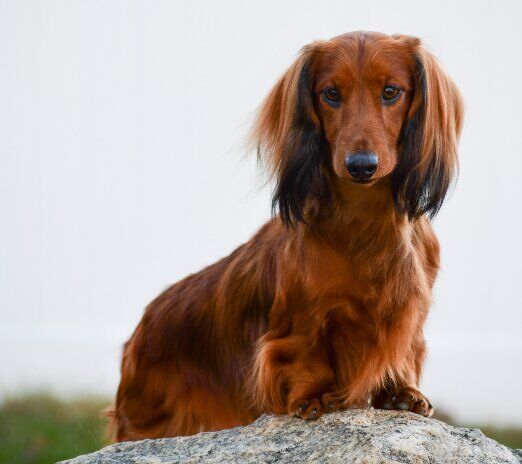 is the dachshund legal in iceland