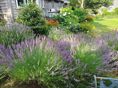 barletta zz plant ZZ Plant  Brave Floral